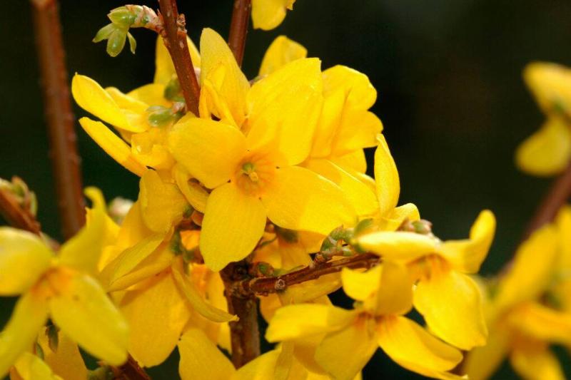 Forsythia
