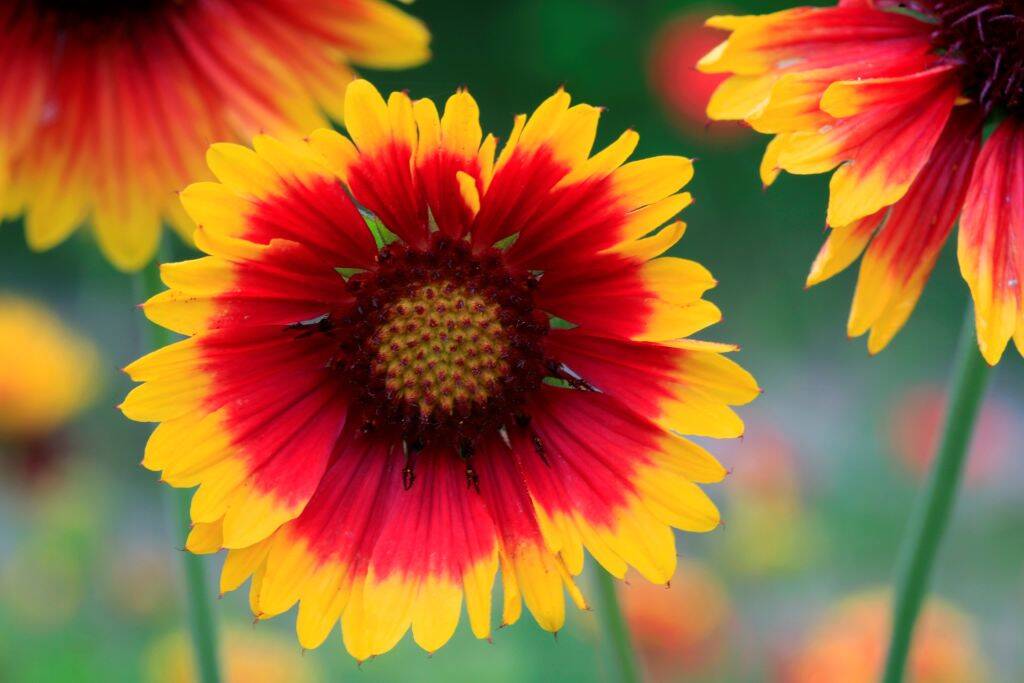 Gaillardia Aristata 