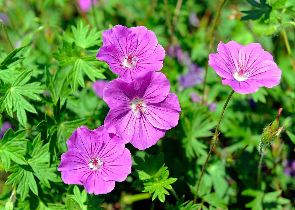 Geranium