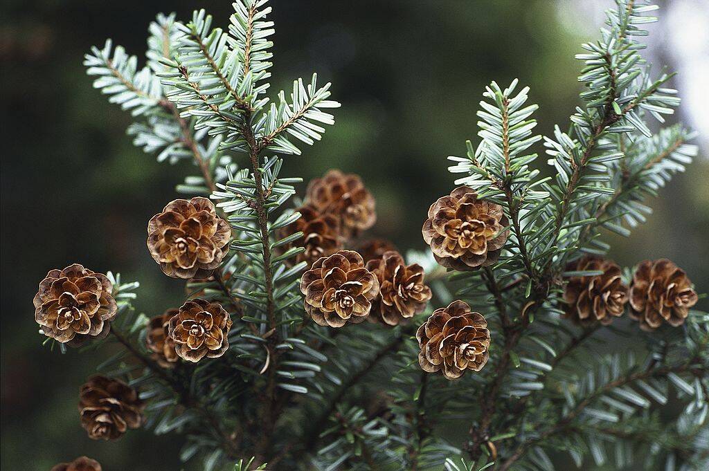 Hemlock tree
