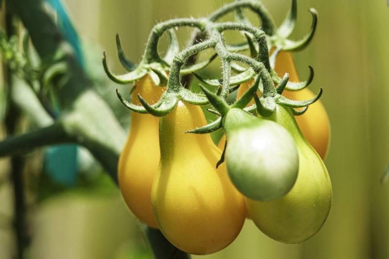 Home-grown yellow pear shaped tomatoes