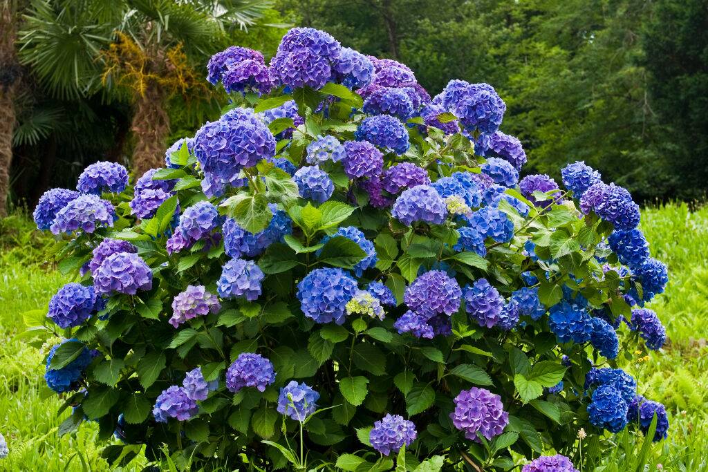 Hydrangeas
