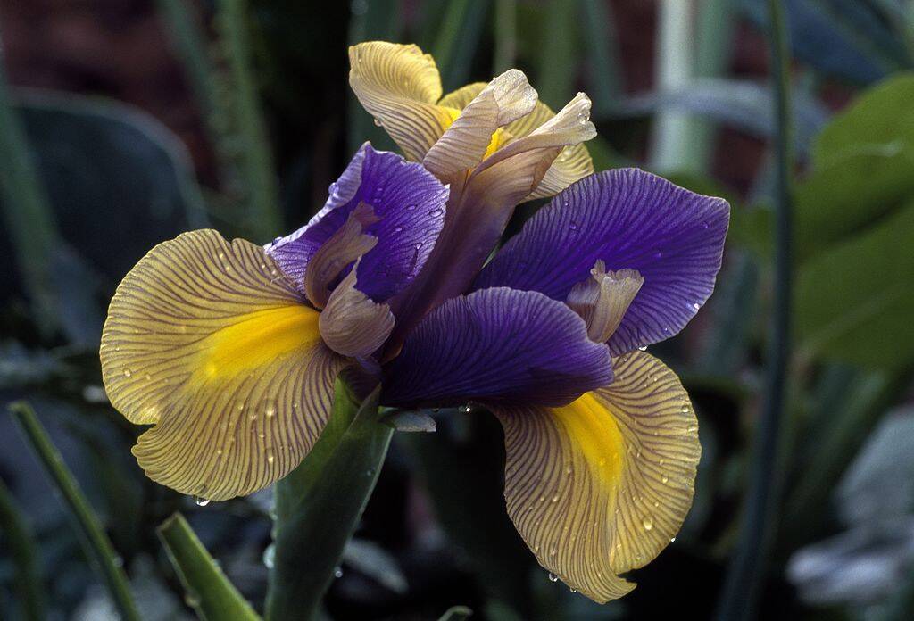 Iris 