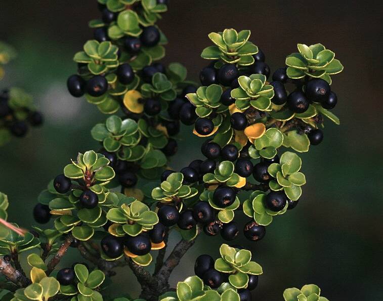 Japanese Holly