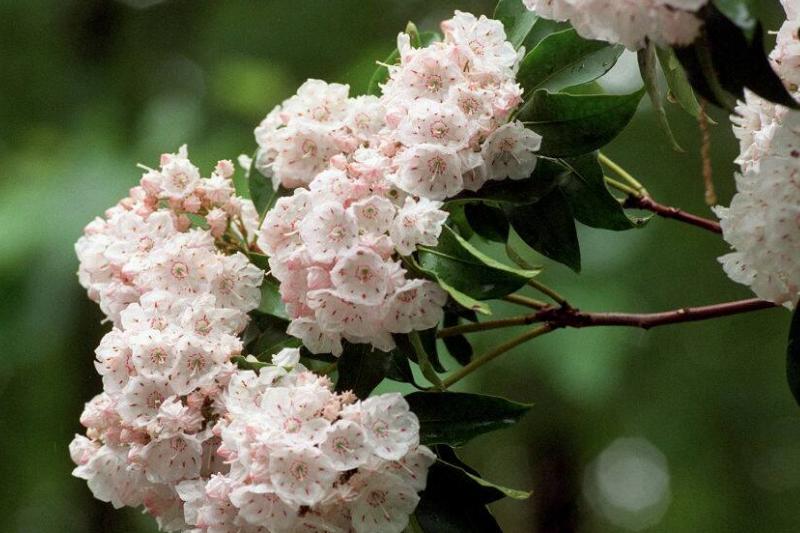 Mountain Laurel Mountain Laurel