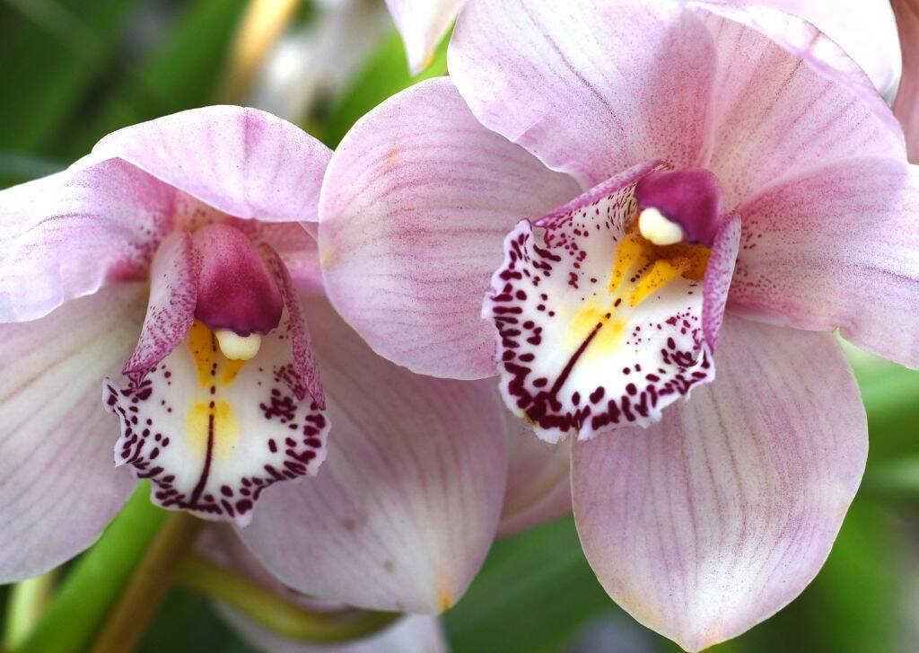 Orchids 