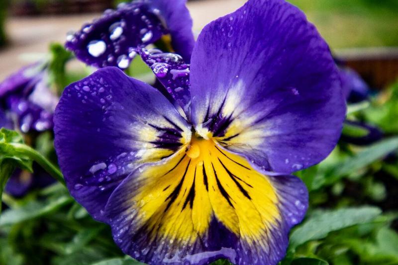 Pansies