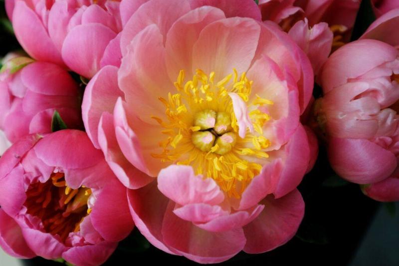 Peonies
