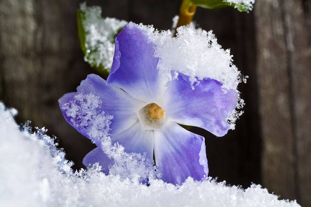 Periwinkle, Vinca minor