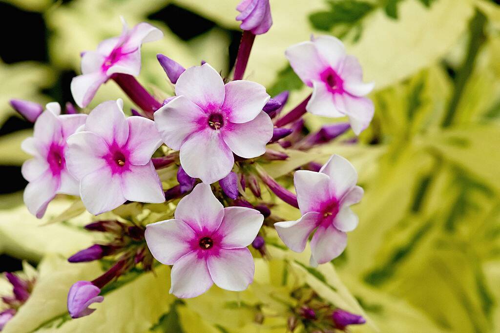 Phlox