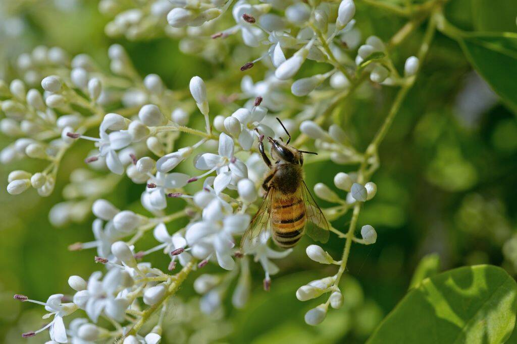 Privet flowers