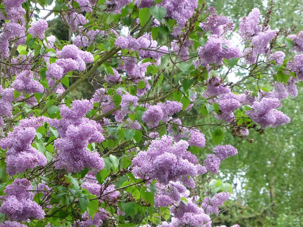 Purple lilac