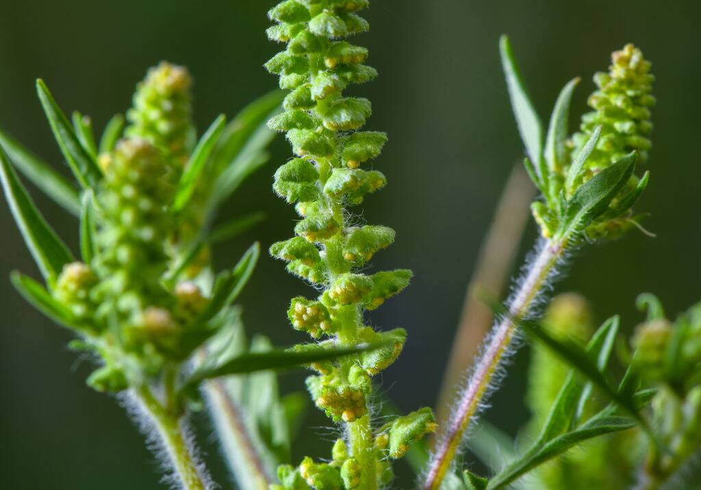 Ragweed
