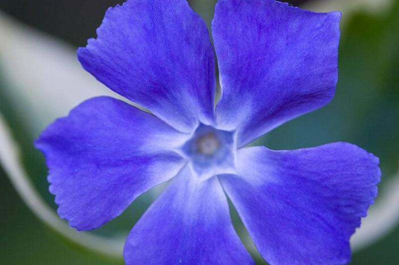 Vinca minor Vinca minor