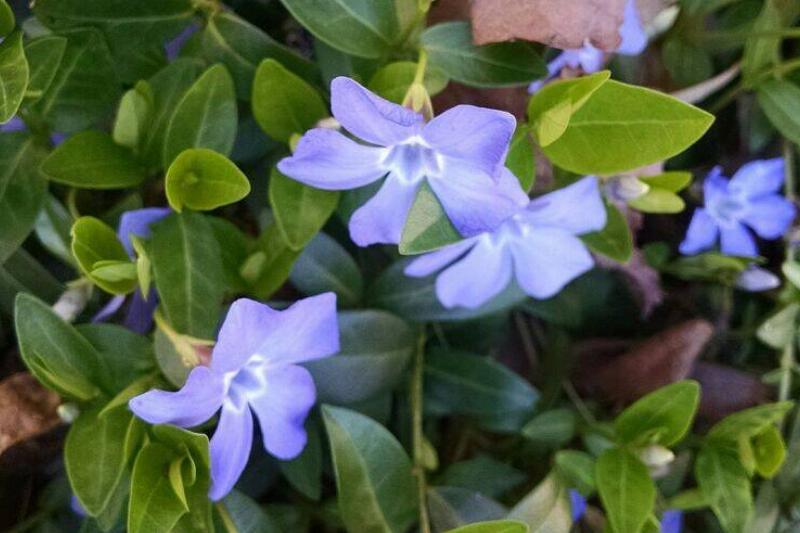 Vinca_spreading_along_a_border Vinca_spreading_along_a_border