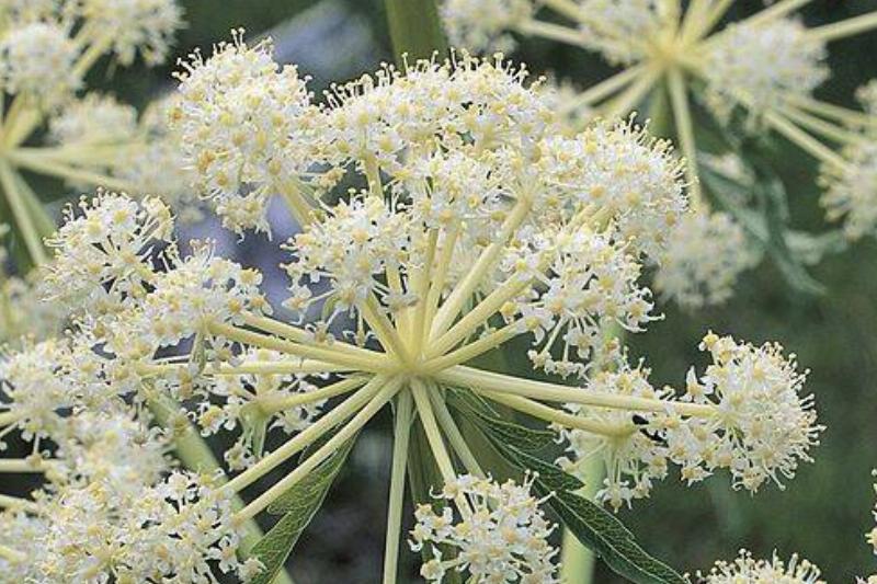 Water hemlock plant Water hemlock plant