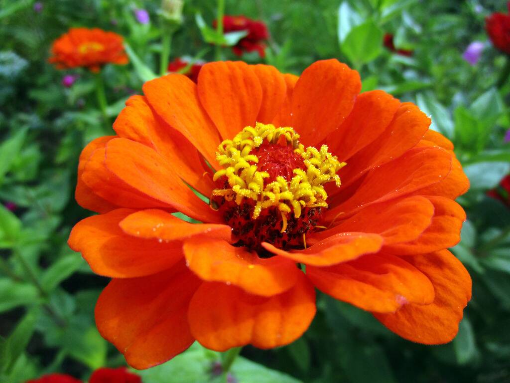 Zinnia 