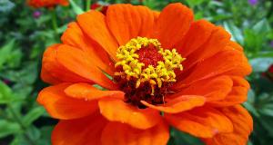 Which Flowers To Plant (And Which To Avoid!) If You Have Allergies