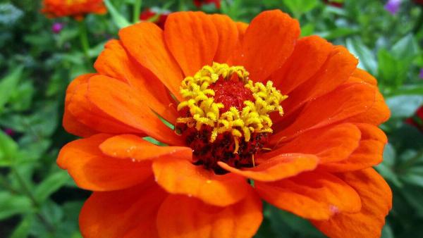 Zinnia 