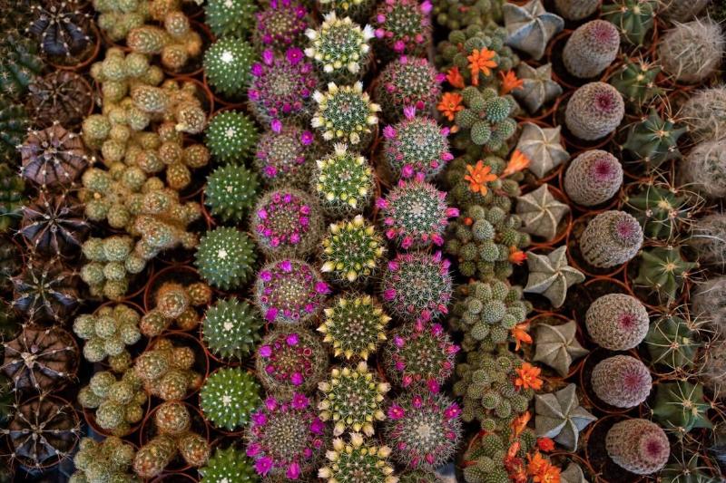 BRITAIN-ROYALS-HORICULTURE-SHOW-HORTICULTURE