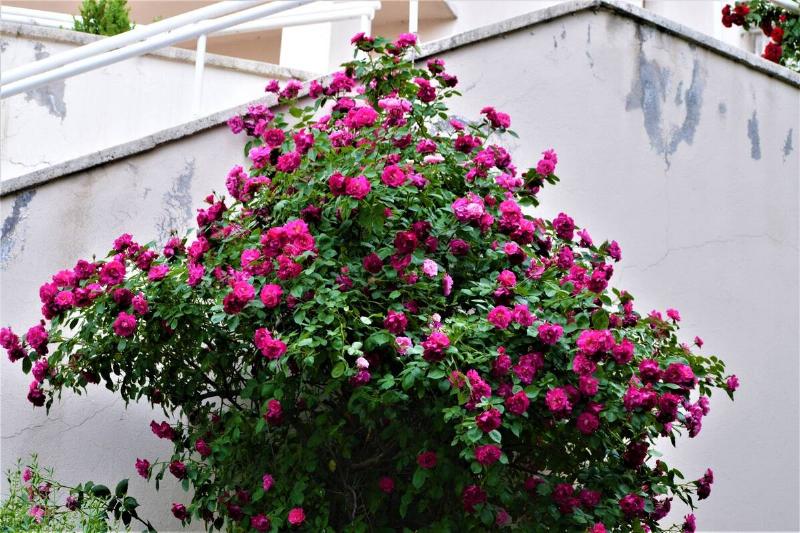 Spring In Ankara, Turkey