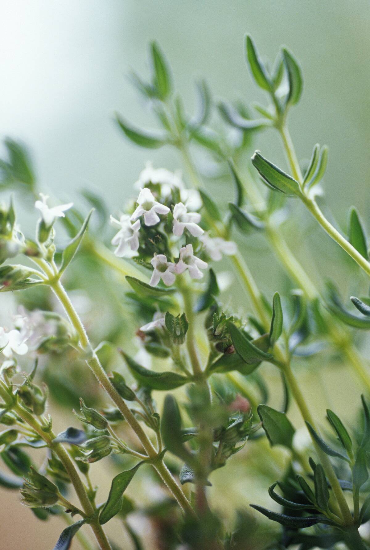 Thyme.
