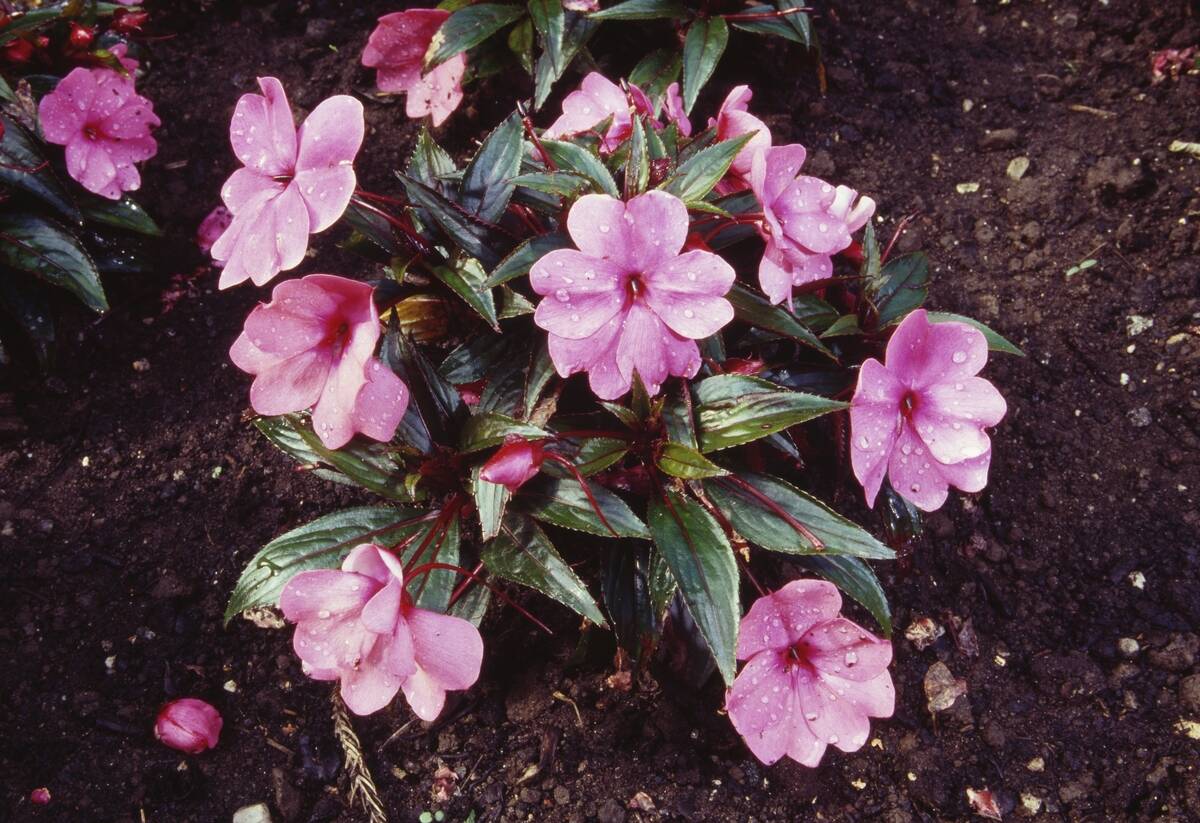 Touch-me-not (Impatiens sp)...