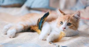 Massage Your Cat’s Paws Everyday, Here’s The Reason – Essential Tips For Cat Owners