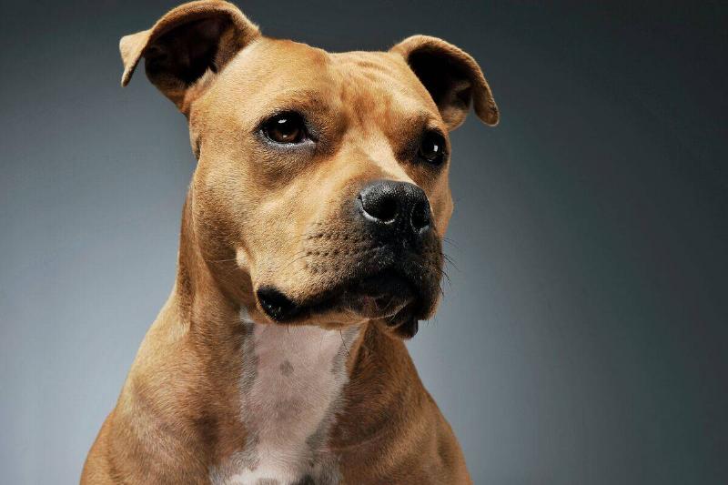 american staffordshire terrier american staffordshire terrier with a gray background