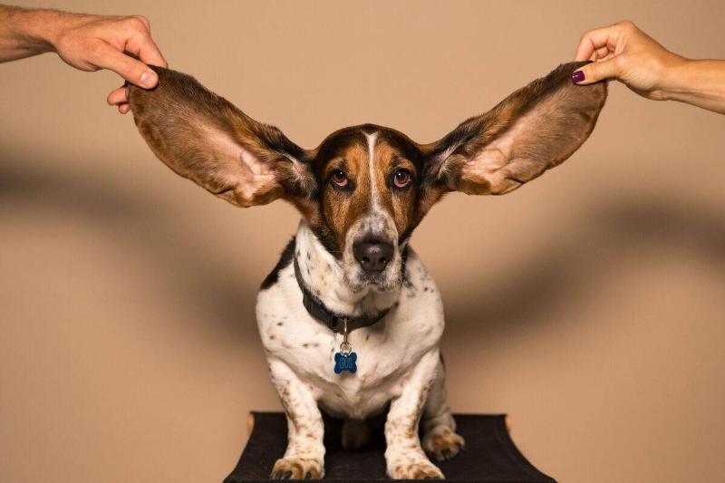 basset hound basset hound getting ears held up