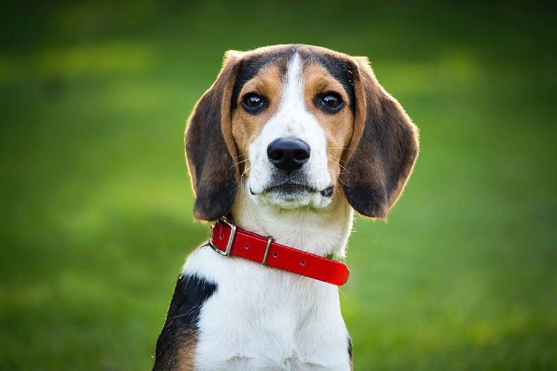 beagle beagle with a red collar