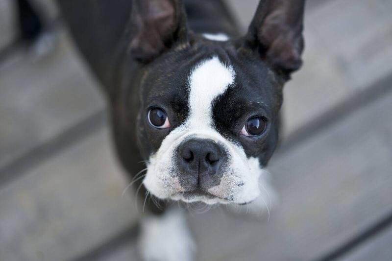 boston terrier boston terrier looking up