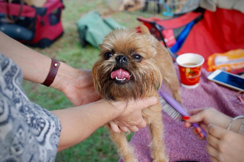brussels griffon brussels griffon being brushed