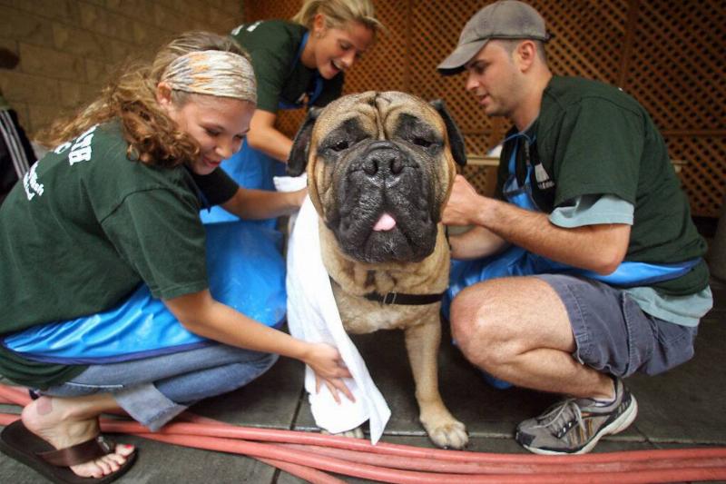 bullmastiff 1371649982 bullmastiff getting cleaned off