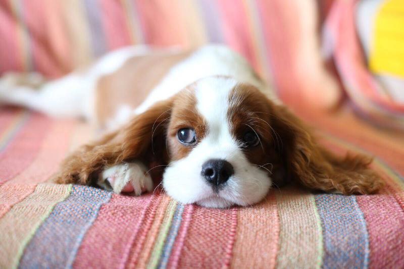 cavalier king charles spaniel cavalier king charles spaniel on a rainbow blanket