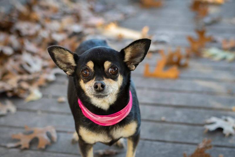 chihuahua chihuahua dog with pink collar