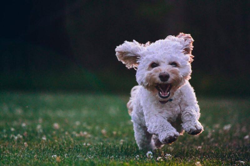 cockapoo cockapoo/poodle running on the grass