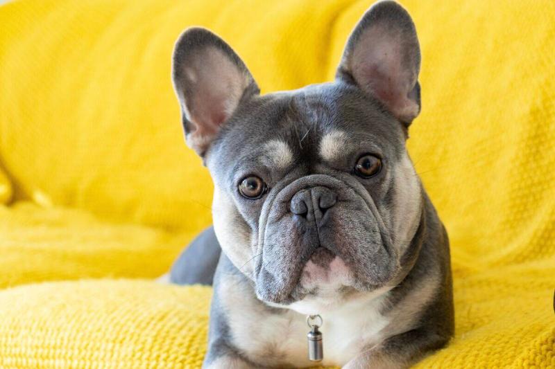 french bulldog french bulldog on yellow couch