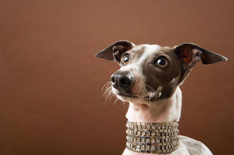 greyhound greyhound dog in a jewel collar