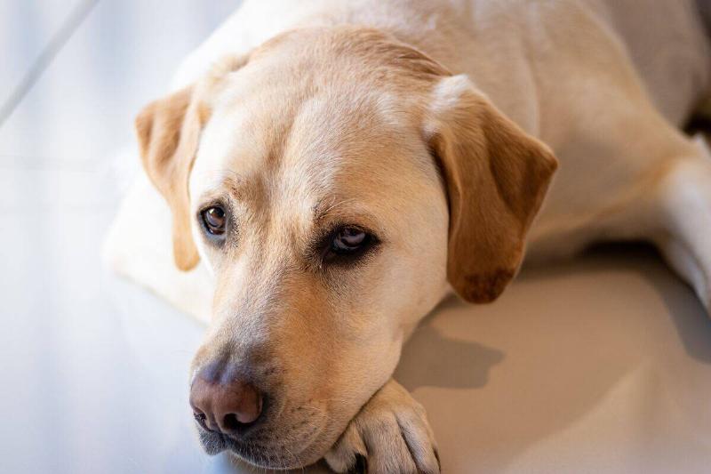 labrador retriever labrador retriever lying on the ground