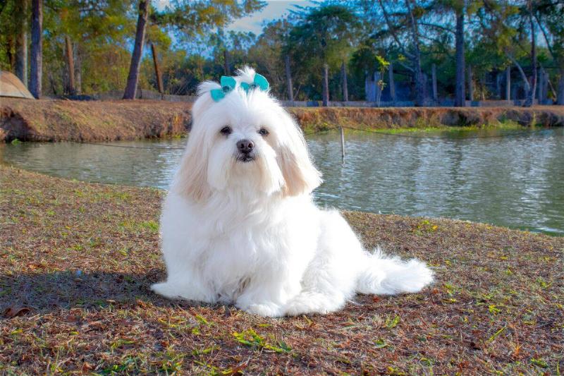lhasa apso lhasa apso sitting by a lake
