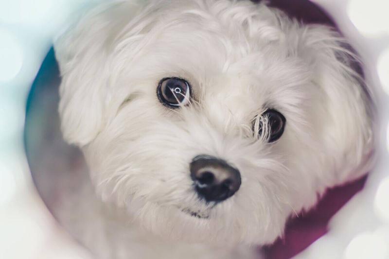 maltese maltese close up
