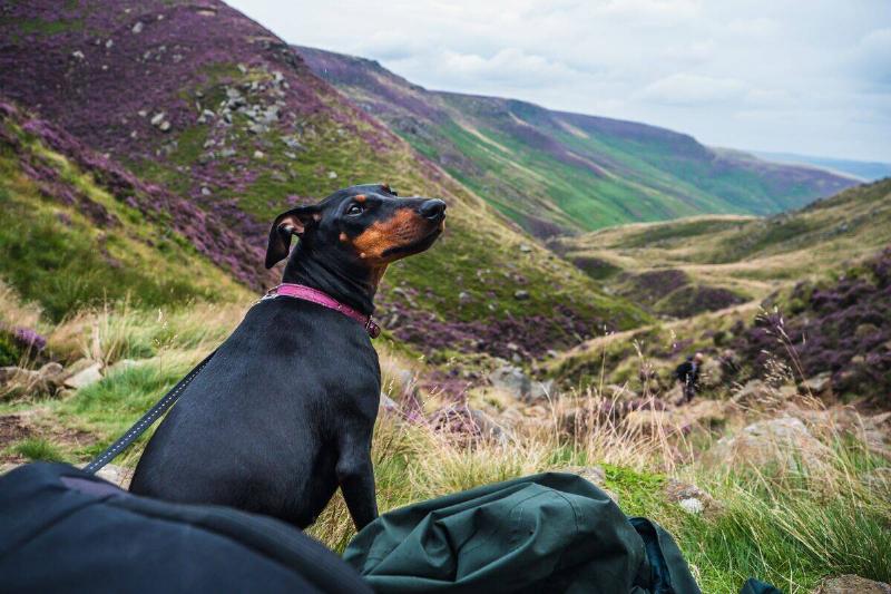 manchester terrier manchester terrier hiking in the mountains