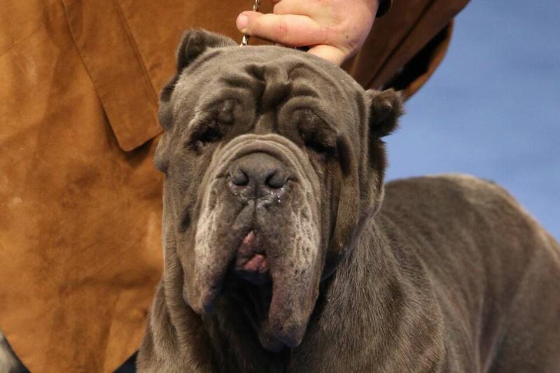 National Dog Show Presented By Purina, The - 2019 National Dog Show Presented By Purina, The - 2019