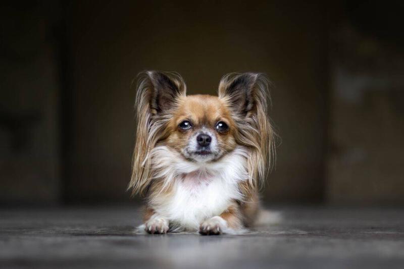 papillon papillon on a black background