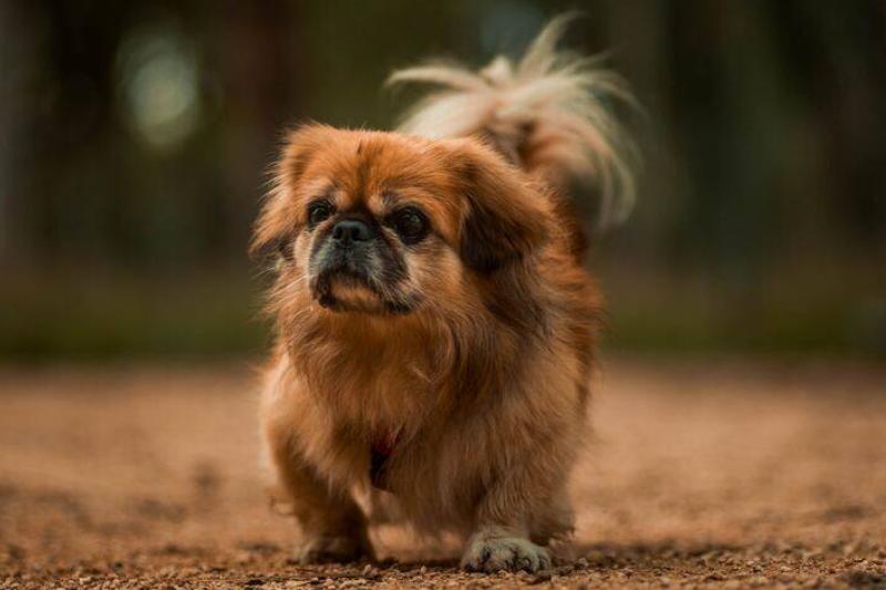 pekingese pekingese walking on the dirt