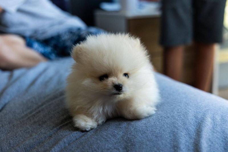 pomeranian pomeranian on a blue blanket