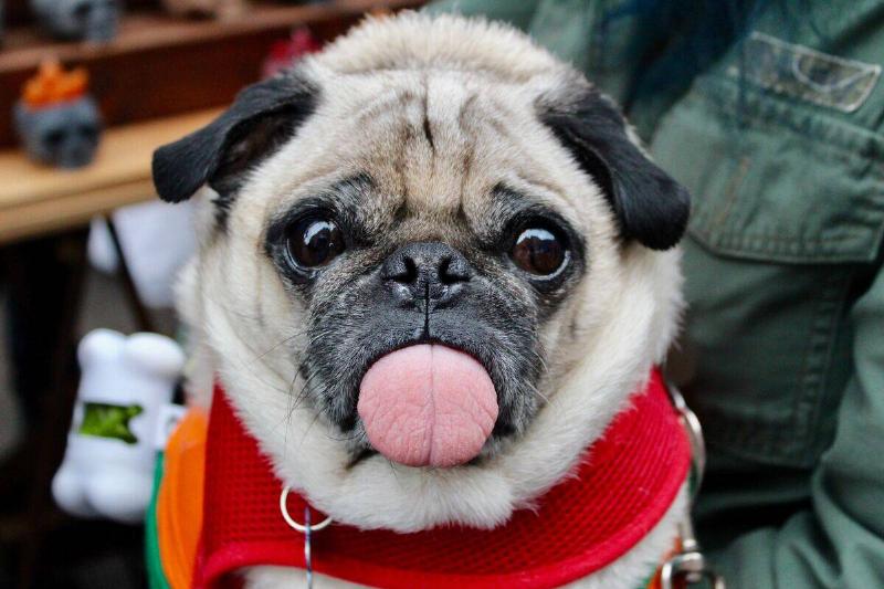 pug pug sticking its tongue out