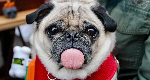 These Adorable Dogs Are Completely Low Maintenance