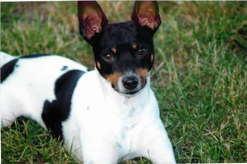 rat terrier rat terrier lying in the grass